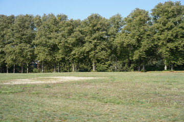 Panoramablick auf die Lindenallee im Berliner Gutspark Neukladow im Herbst