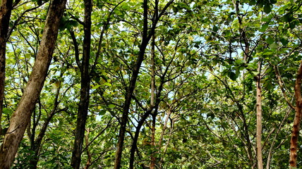 Obraz premium A dense green forest canopy filled with tall tree trunks and vibrant leaves, capturing natural light filtering through branches and creating a calm, fresh atmosphere of tropical woodland.