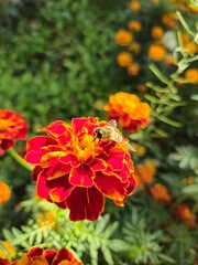 bee collects nectar on a flower