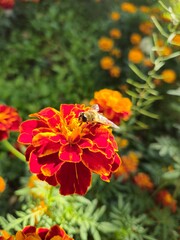 bee collects nectar on a flower