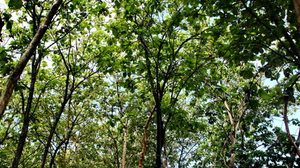 Obraz premium A vibrant forest filled with tall trees and overlapping green leaves, creating a layered canopy that represents freshness, natural balance, and the calm rhythm of nature.