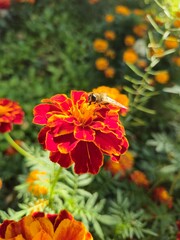 bee collects nectar on a flower