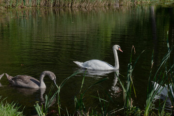 A white swan and a young gray cygnet swim gracefully on a calm pond surrounded by reeds and reflections of greenery.