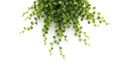 Obraz premium Trailing green plant with small leaves isolated on white background