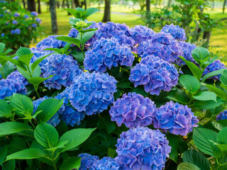 A beautiful cluster of hydrangeas blending vibrant blue and purple, bathed in dappled light in a park. The surrounding green leaves emphasize the floral colors.