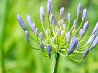 Agapanthus buds spread radially, with a glistening water drop remaining at the center in this horizontal composition. The bright green background enhances the subject's soft color.