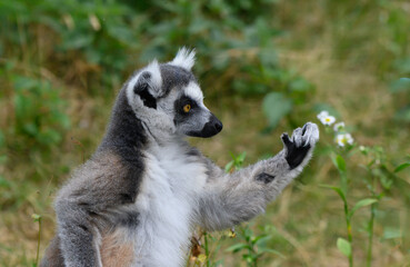 Ring-tailed lemur with greenery background in zoo