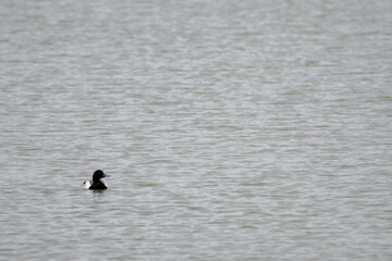 The crested duck swimming in Dishui Lake,Shanghai,China