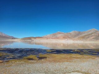 Laguna Grande y flamencos