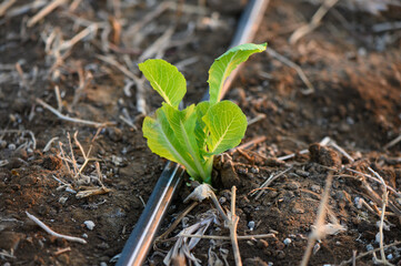 Leafy cabbage with drip irrigation in farmer's garden in Cyprus