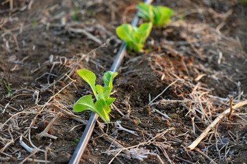 Leafy cabbage rows with drip irrigation in farmer's garden, Cyprus