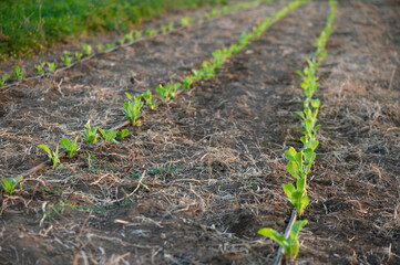 Leafy cabbage bed with drip irrigation in farmer's garden in Cyprus