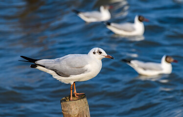 Migratory seagull standing on wooden pole near sea.