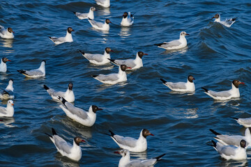 Flock of migratory seagulls floating on blue sea water.