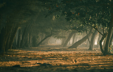 Misty tree tunnel with sunlight streaming through branches.