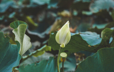 Lotus bud beside a blooming white lotus in pond.