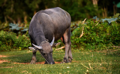 Thai water buffalo grazing on green grass.