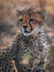 cheetah in serengeti national park