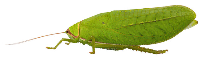 The great green bush-cricket isolated on the white background