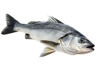 Fototapeta premium Fresh Seabass fish animal of marine life