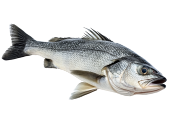 Fresh Seabass fish animal of marine life
