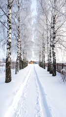 Obraz premium Winter lane with birch trees