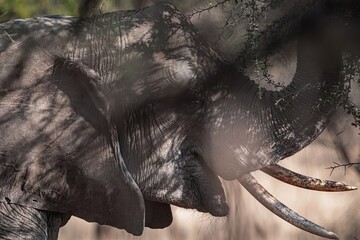close up of an elephant