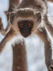 long tailed macaque