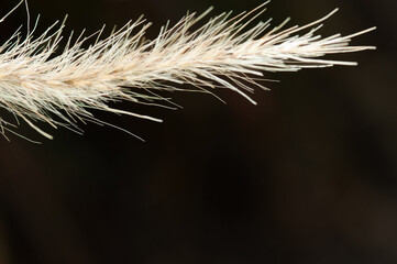 Fototapeta premium Front view, closeup of, a Fountain grass tip, with black background