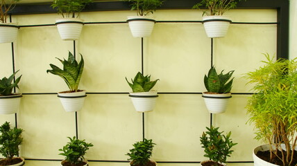 Potted plants hanging on wall create a vertical garden, adding greenery and a touch of nature to...