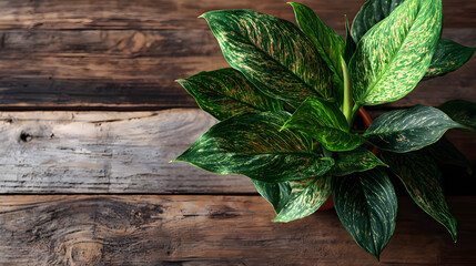 Aglaonema plant with striking green and pink variegated leaves on a rustic wooden background