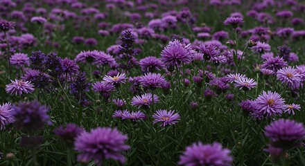 Obraz premium Purple Flowers Field Close Up.