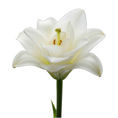 Close-up of a single, pristine white lily, centered against a black background.  Its delicate petals