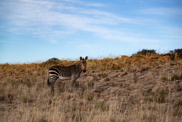 Naklejka premium Zebra in African National Park