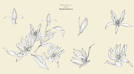 Magnolia Line Drawing big set. Floral Line art. Flower Coloring Page. Coloring Book Page with Magnolia Flower Hand Drawn Illustration. Line Art flowers.