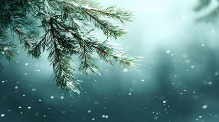 Obraz premium Snowy Evergreen Branch In Winter Landscape