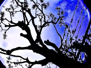 青と白のグラデーションの画面に力強く広がる木のシルエット