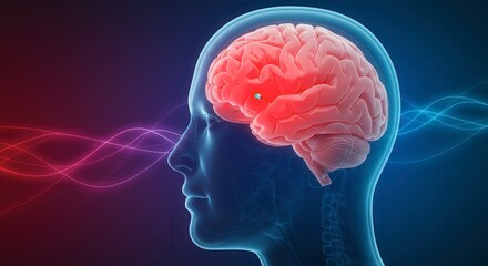 x-default Human Brain Scan with Neural Activity