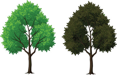 Obraz premium Two stylized trees with bright green and dark foliage, botanical vector for nature, seasonal contrast, plant comparison, and design themes