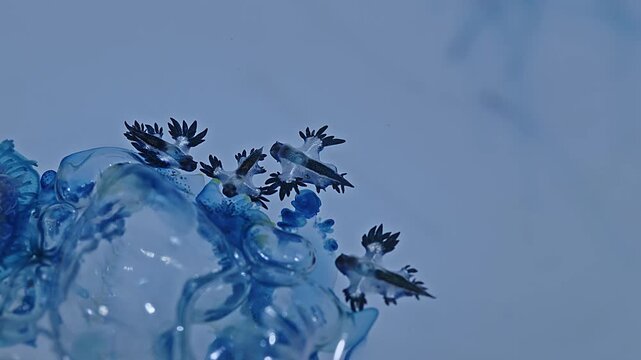 animals, the blue sea dragon, also known by other names: azure dragon, blue dragon, sea swallow, or blue angel.the blue dragon is actually quite small,