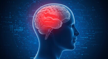 x-default Human Brain Anatomy Illustration