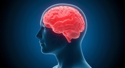 Obraz premium x-default Human Brain Anatomy Illustration