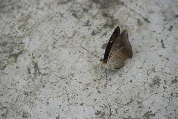 Common Baron butterfly with earthy brown wings, subtle patterns, and graceful flight, often seen in gardens, adding natural beauty and charm