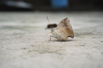 Common Baron butterfly with earthy brown wings, subtle patterns, and graceful flight, often seen in gardens, adding natural beauty and charm