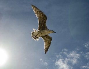 Seagull in flight with wings wide open against blue sky and clouds on sunny summer day