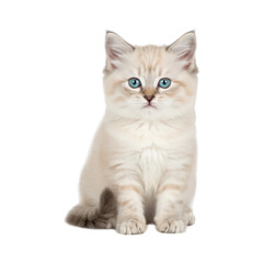Obraz premium Cream-colored kitten, alert gaze