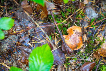 Orange-brown wild mushroom growing among pine needles and forest moss in a Czech woodland. Concept of seasonal foraging, hidden treasures and natural biodiversity on the forest floor.
