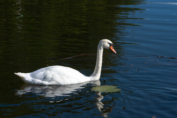 A white swan with an orange beak glides gracefully across a calm blue pond, its reflection visible in the water near a lily pad.