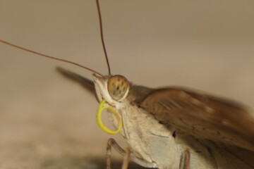 Common Baron butterfly with earthy brown wings, subtle patterns, and graceful flight, often seen in...