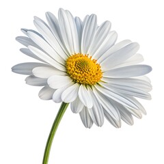 Fototapeta premium Single daisy flower isolated on white backgroundSingle daisy flower isolated on white background